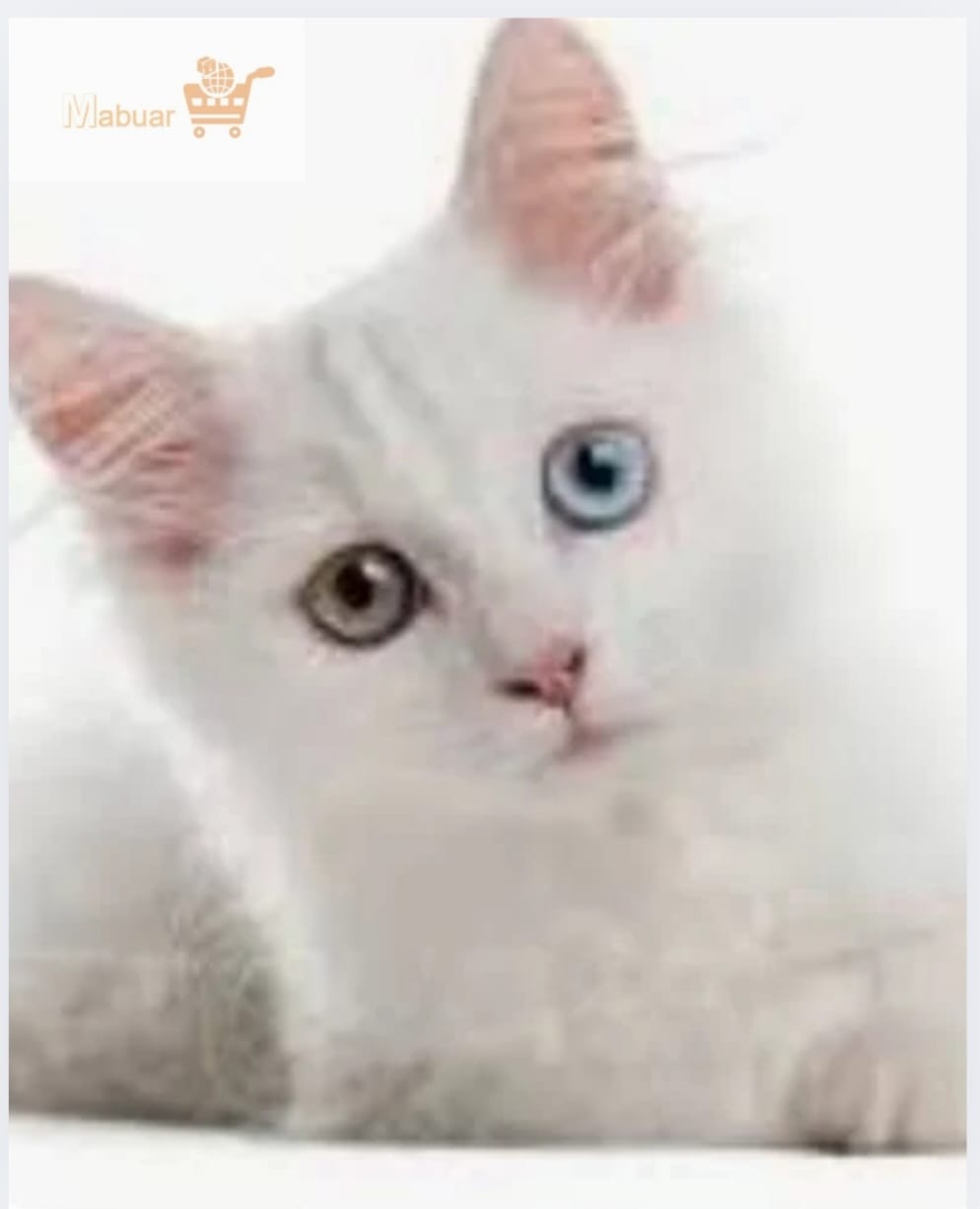 CEPILLO DE ASEO PARA GATOS Y PERROS™
