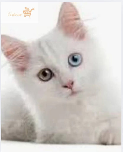 CEPILLO DE ASEO PARA GATOS Y PERROS™