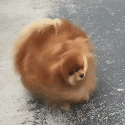 CEPILLO DE ASEO PARA GATOS Y PERROS